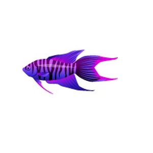 Grape Paradise Fish